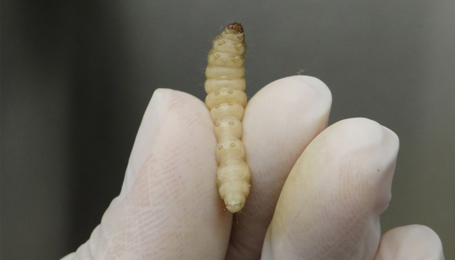 Researchers-discover-plastic-eating-worms.jpg